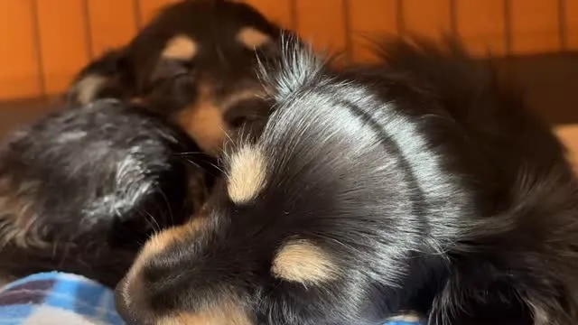 お昼寝タイム(_ _).｡o○