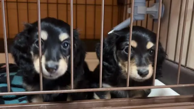 遊んでーお願い♡