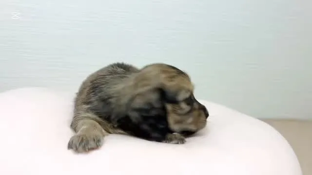 筑後市るぴなすがまだまだご家族様募集していますU・x・U