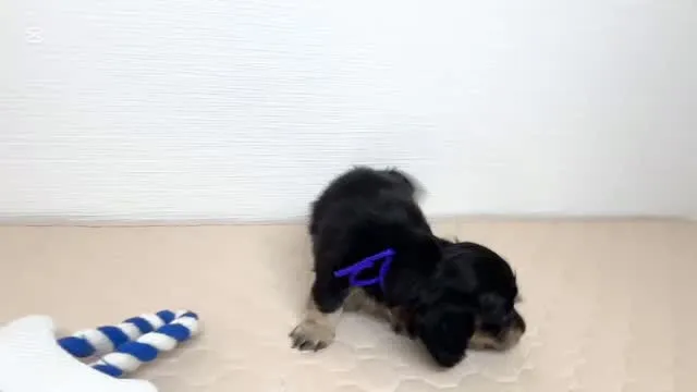 ミントちゃんbabyパープルちゃん