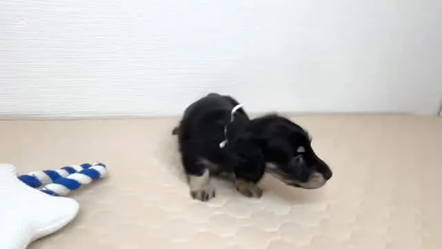 ミントちゃんbabyしろちゃん