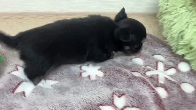 筑後市のるぴなすがまだまだご家族様募集中です♪( ^ω^ )