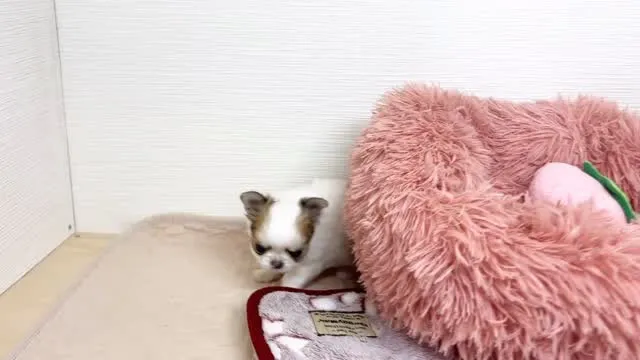 筑後市のるぴなすがまだまだご家族様募集してます！