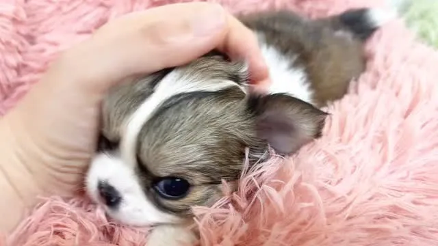 筑後市のるぴなすがまだまだご家族様募集してます♡