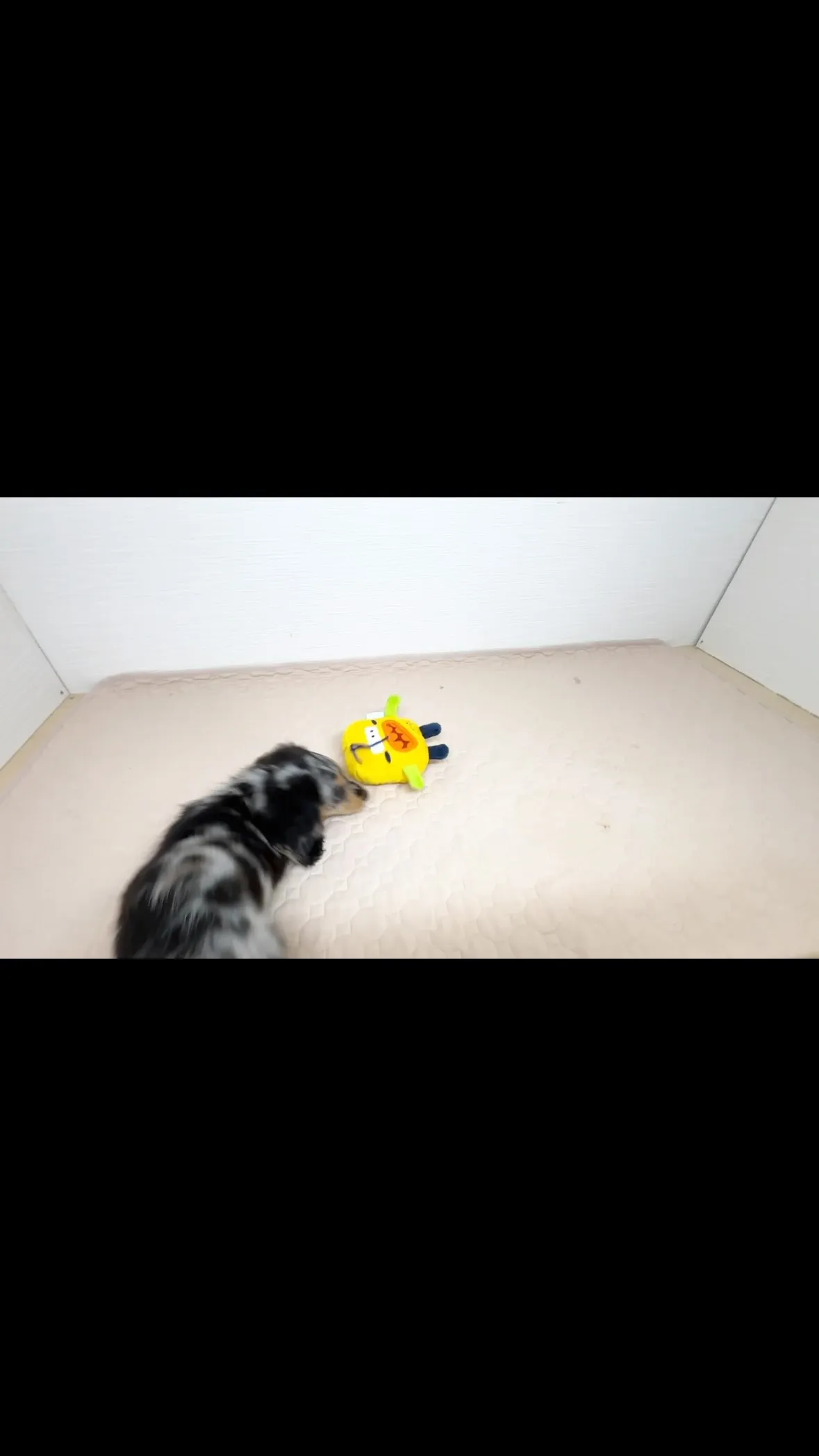 まだまだご家族様募集中です(●´ω｀●)