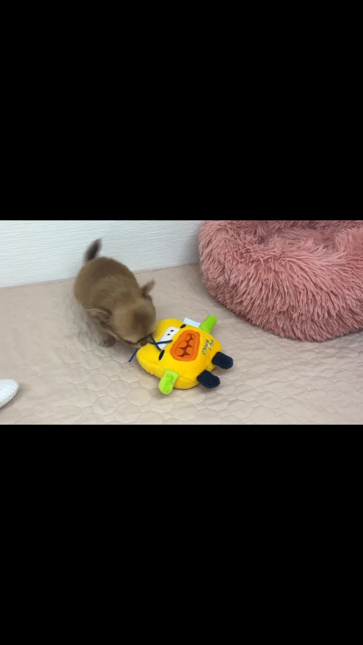 トクちゃんbabyご紹介①