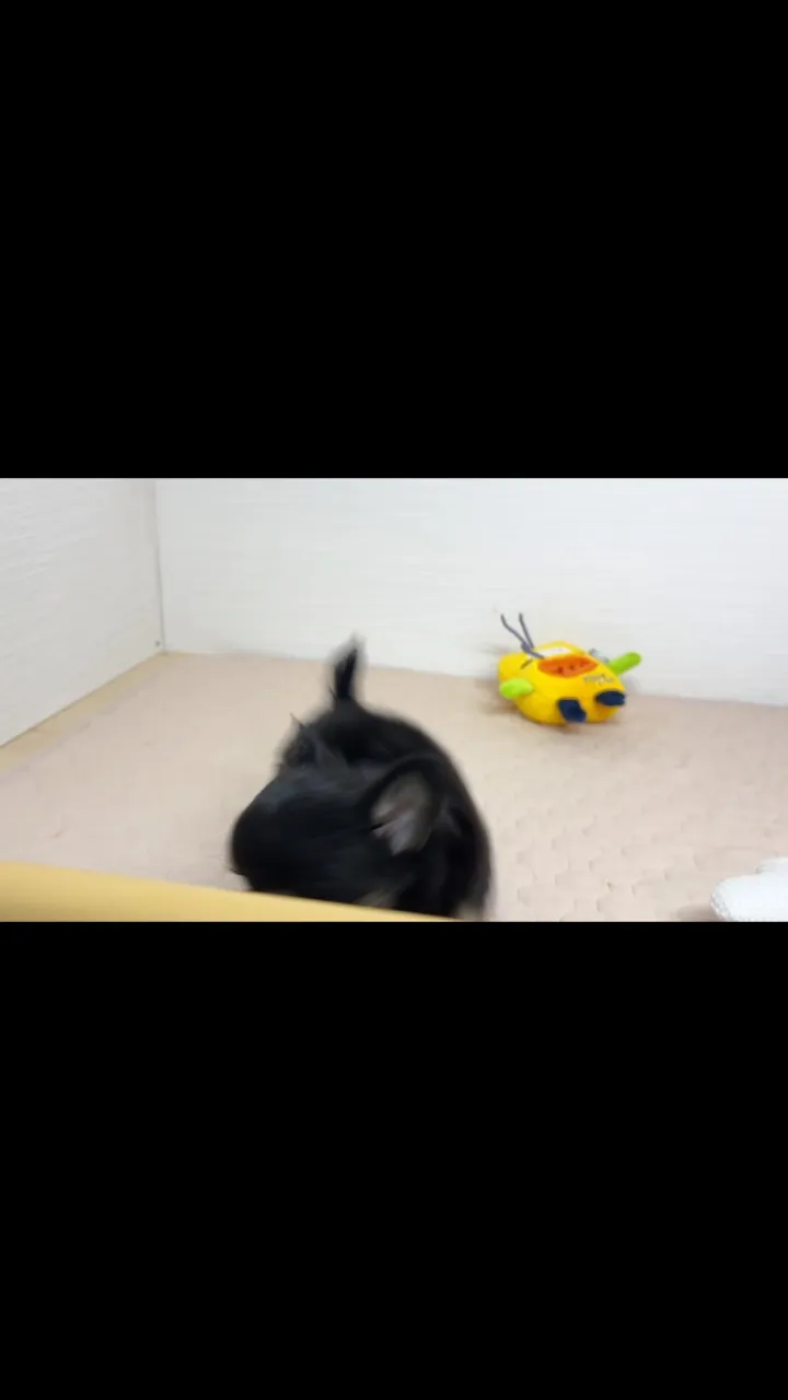 トクちゃんbabyご紹介②