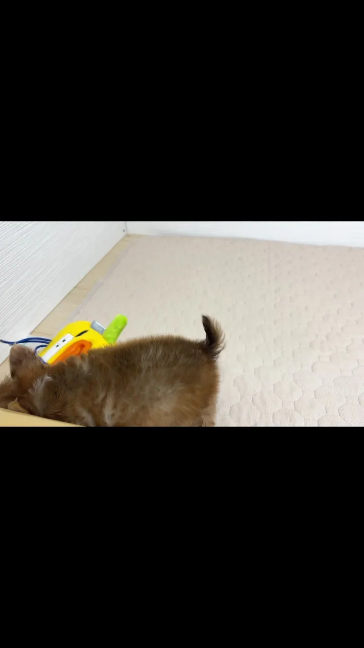 トクちゃんbabyご紹介③