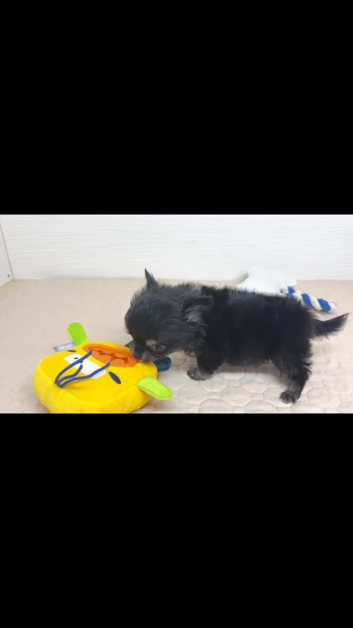トクちゃんbabyご紹介④