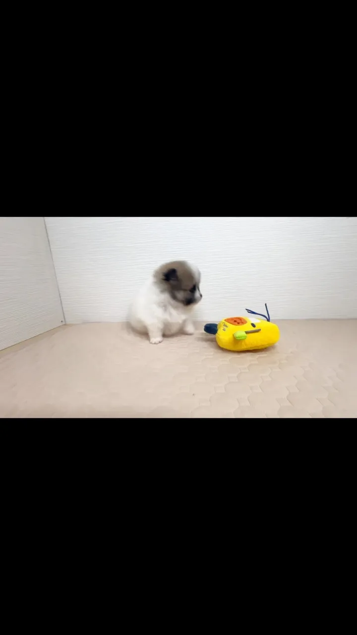ジュジュちゃんbaby①